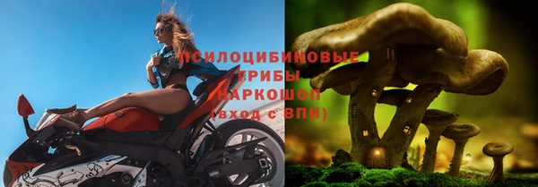 прущие грибы Михайлов